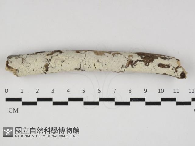 登錄號:F0032965藏品圖，第1張