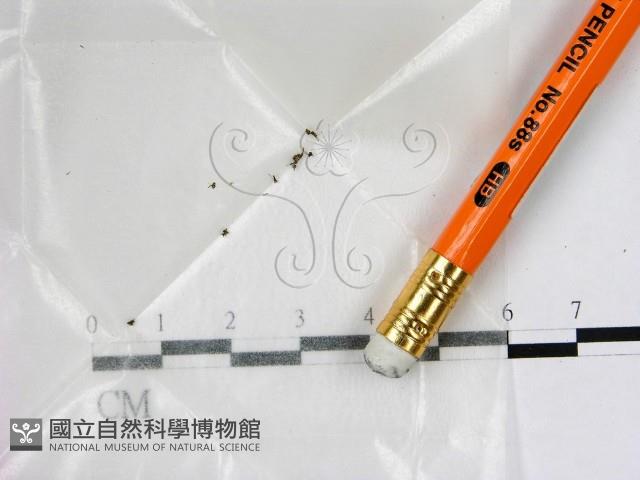 登錄號:F0007965藏品圖，第1張