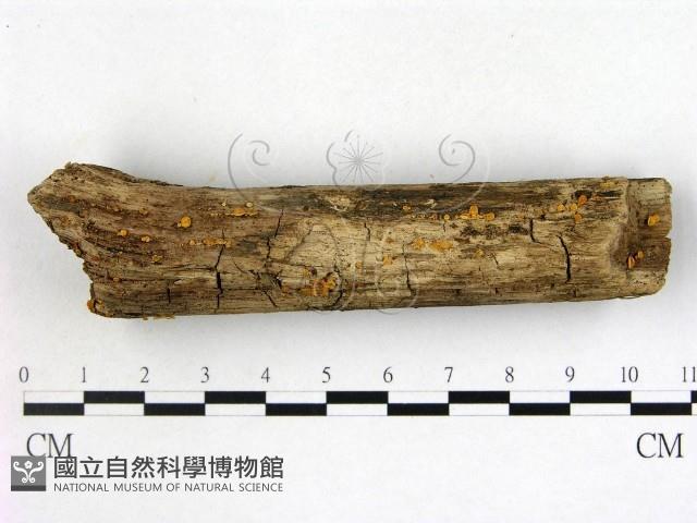 登錄號:F0017965藏品圖，第1張