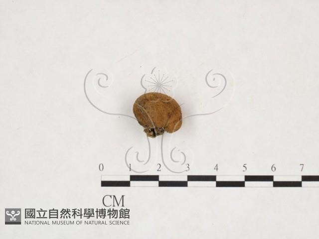 登錄號:F0025965藏品圖，第1張