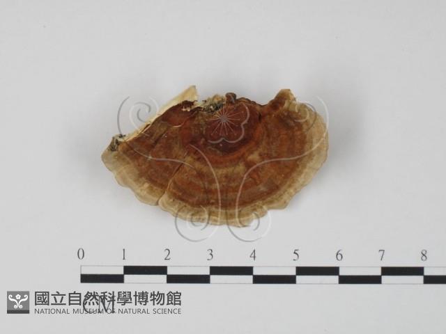 登錄號:F0005965藏品圖，第1張