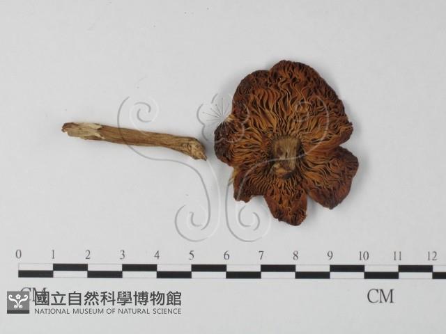 鵝膏屬藏品圖，第1張