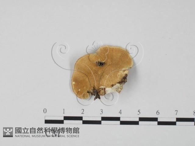 登錄號:F0019965藏品圖，第1張