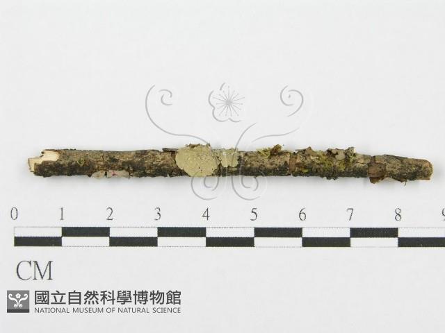 筍殼菌屬藏品圖，第1張