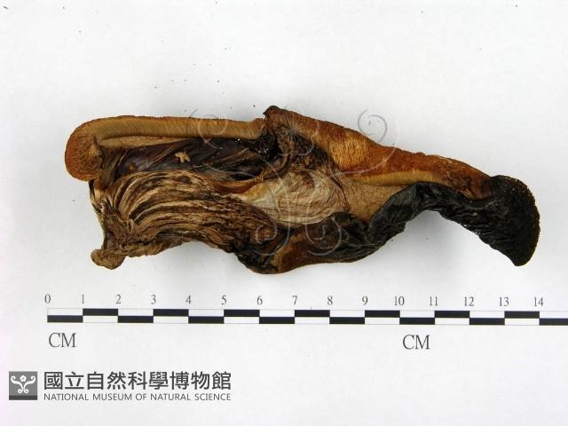 登錄號:F0013965藏品圖，第1張