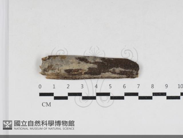 登錄號:F0033965藏品圖，第1張