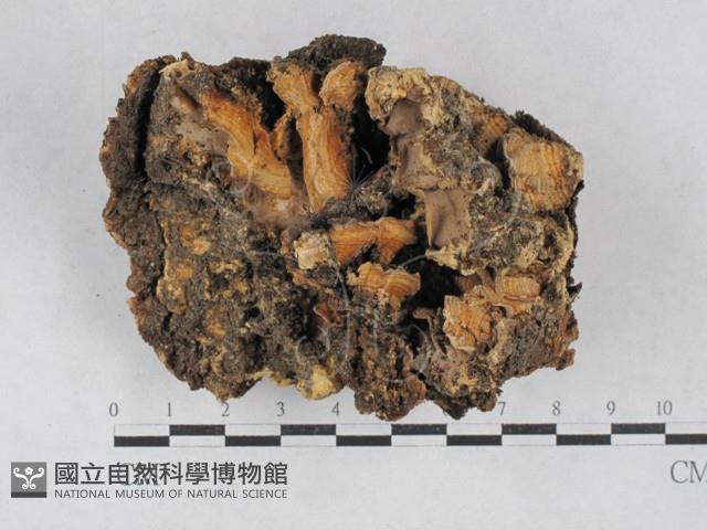 硬孔菌屬藏品圖，第1張