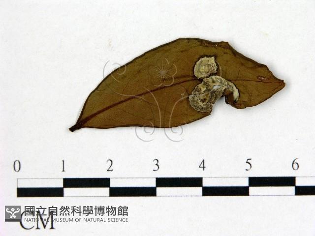登錄號:F0020665藏品圖，第1張