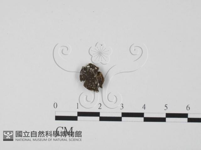 登錄號:F0000665藏品圖，第1張