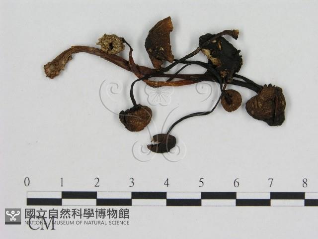 小菇屬藏品圖，第1張