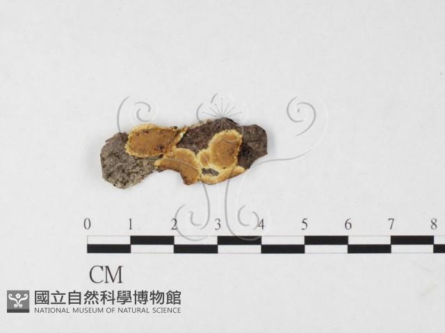 刺革菌屬藏品圖，第1張