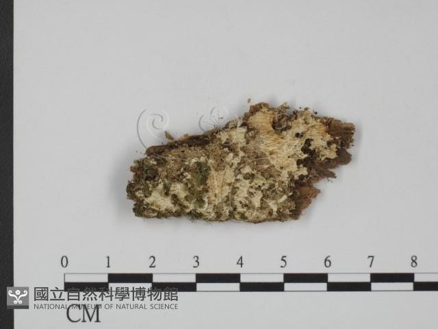 登錄號:F0006665藏品圖，第1張