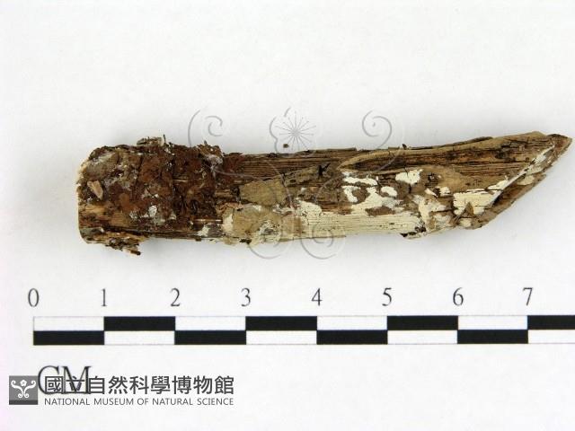冇骨消絲齒菌藏品圖，第1張