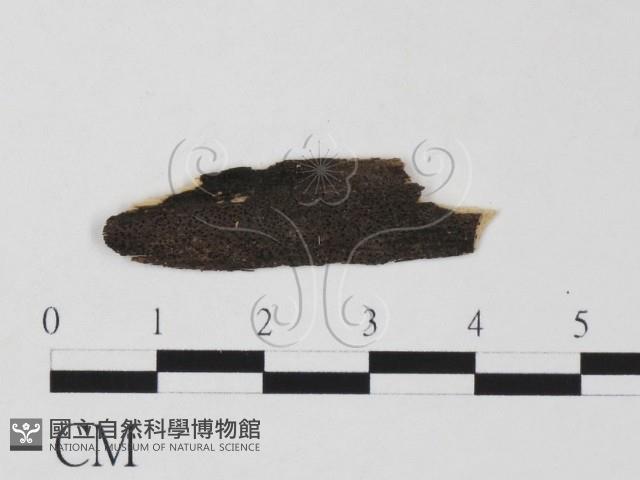 登錄號:F0011665藏品圖，第1張