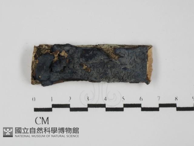 藍色麗殼菌藏品圖，第1張