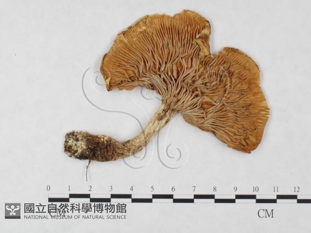 登錄號:F0004665藏品圖，第1張