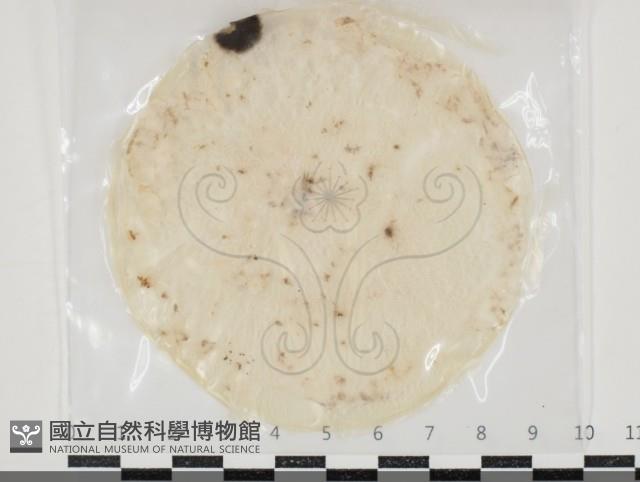 登錄號:F0034665藏品圖，第1張