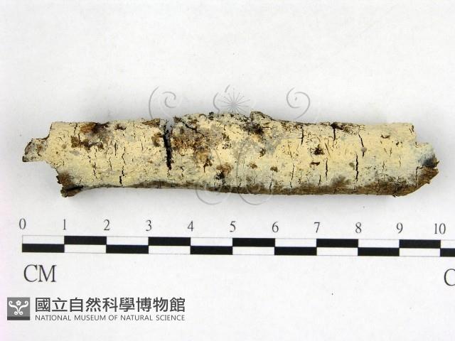 登錄號:F0022665藏品圖，第1張