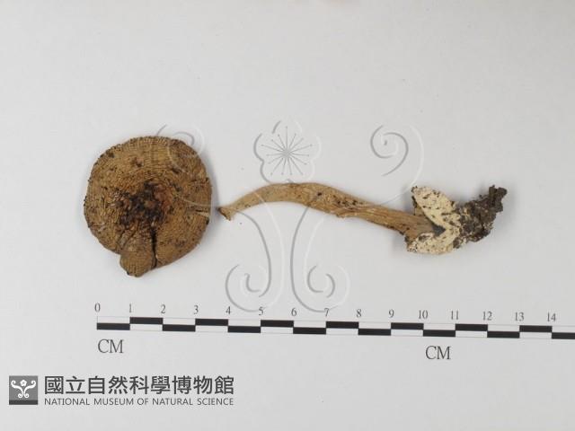 登錄號:F0002665藏品圖，第1張