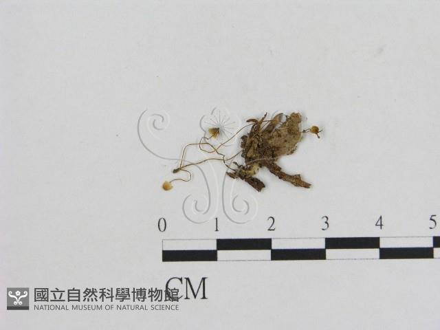 小菇屬藏品圖，第1張