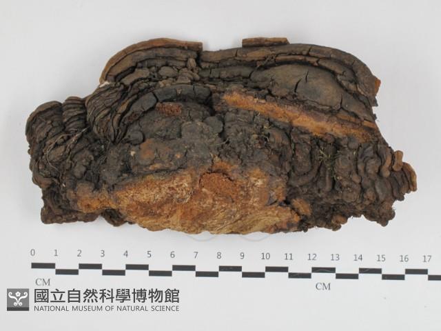 漆屬桑黃藏品圖，第1張