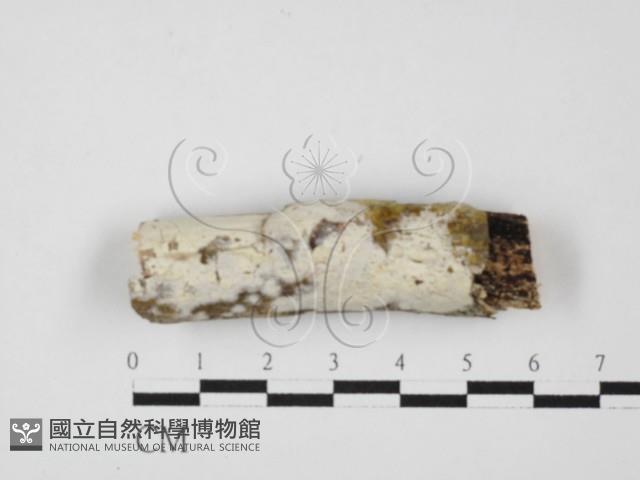 絲皮菌屬藏品圖，第1張