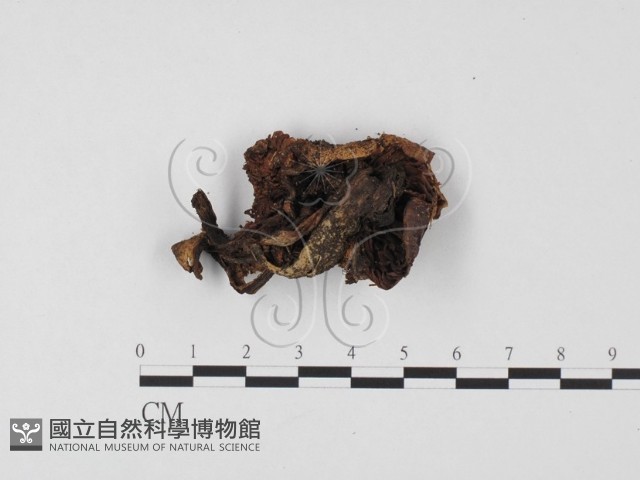 登錄號:F0025665藏品圖，第1張