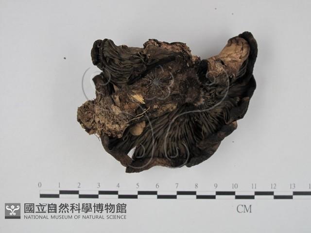 登錄號:F0015665藏品圖，第1張