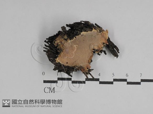 硬孔菌屬藏品圖，第1張