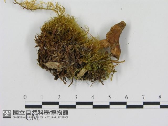 登錄號:F0009665藏品圖，第1張