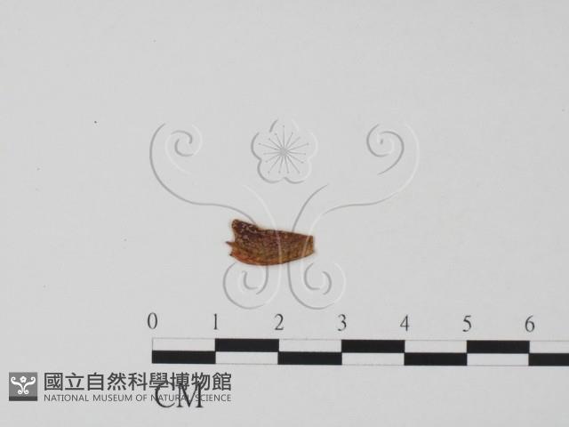 登錄號:F0019665藏品圖，第1張