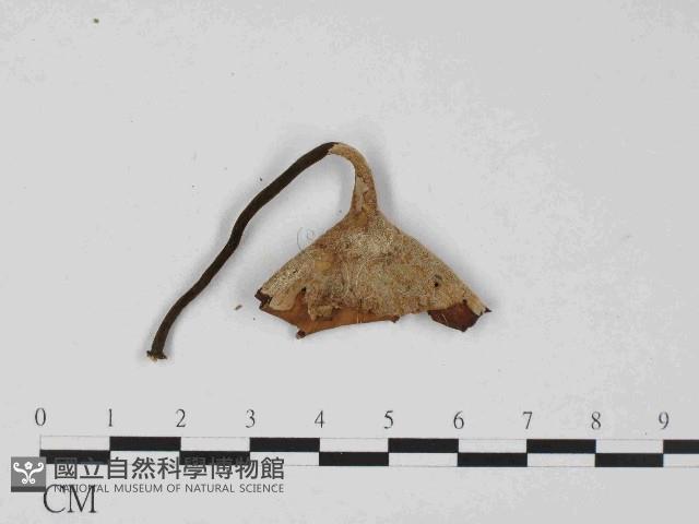 小孔菌屬藏品圖，第1張