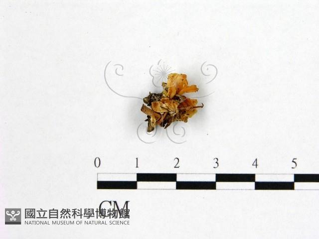 花耳屬藏品圖，第1張