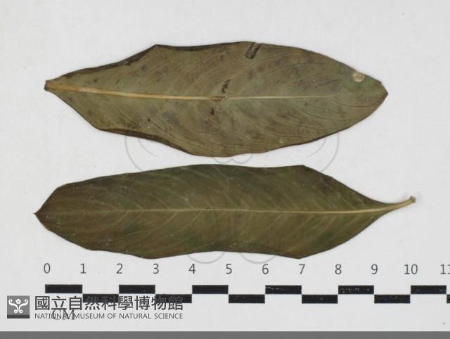 登錄號:F0033665藏品圖，第1張