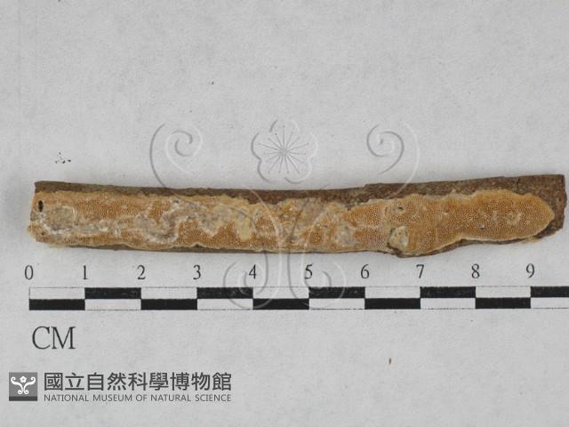 登錄號:F0028465藏品圖，第1張