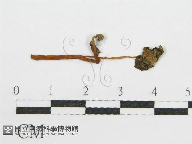 登錄號:F0008465藏品圖，第1張