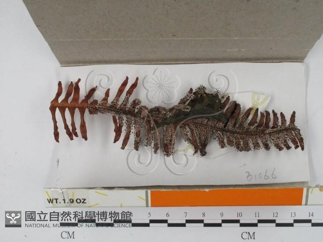 登錄號:F0018465藏品圖，第1張