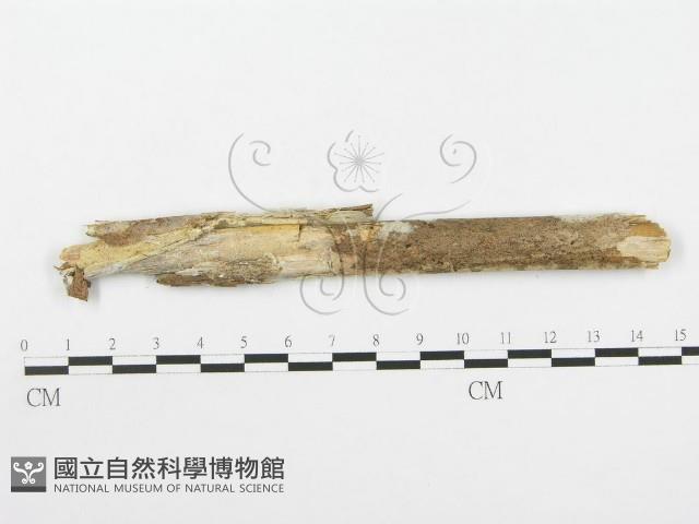 登錄號:F0020465藏品圖，第1張