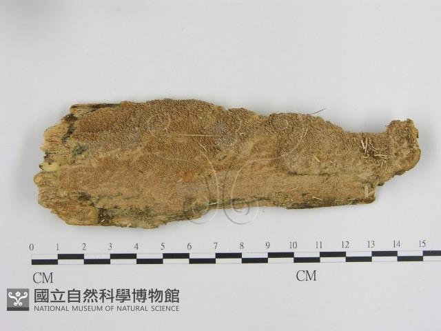 登錄號:F0000465藏品圖，第1張
