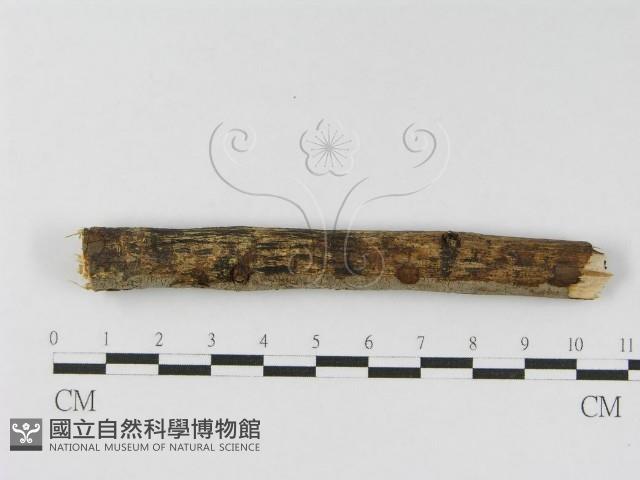 登錄號:F0010465藏品圖，第1張