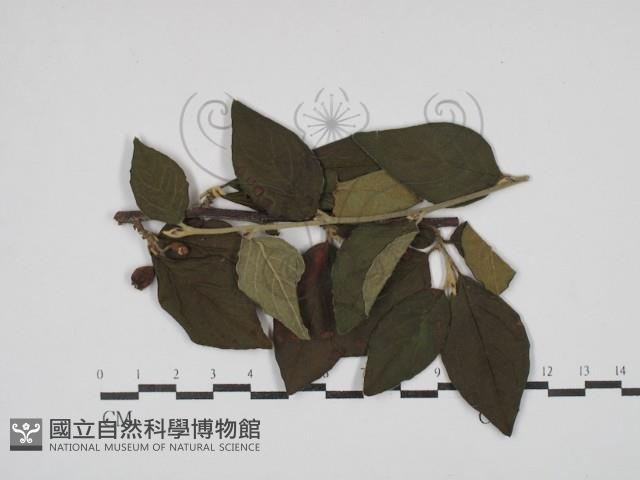 登錄號:F0030465藏品圖，第1張