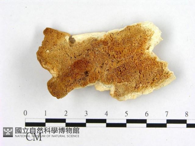 登錄號:F0006465藏品圖，第1張