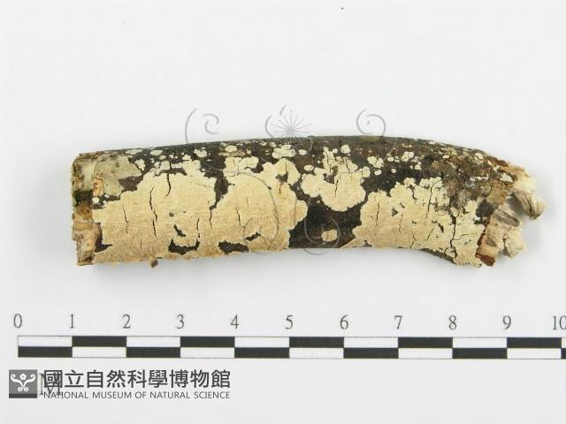 登錄號:F0001465藏品圖，第1張
