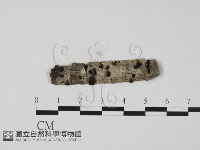 登錄號:F0011465藏品圖，第1張