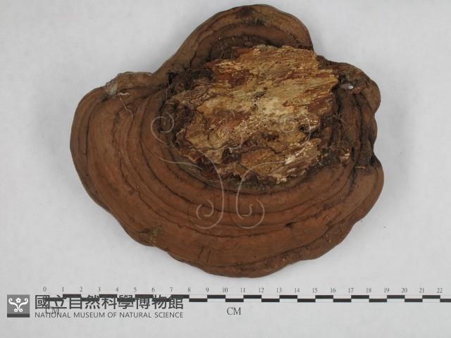登錄號:F0014465藏品圖，第1張