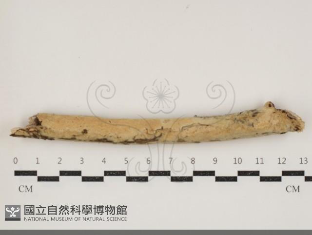 登錄號:F0034465藏品圖，第1張