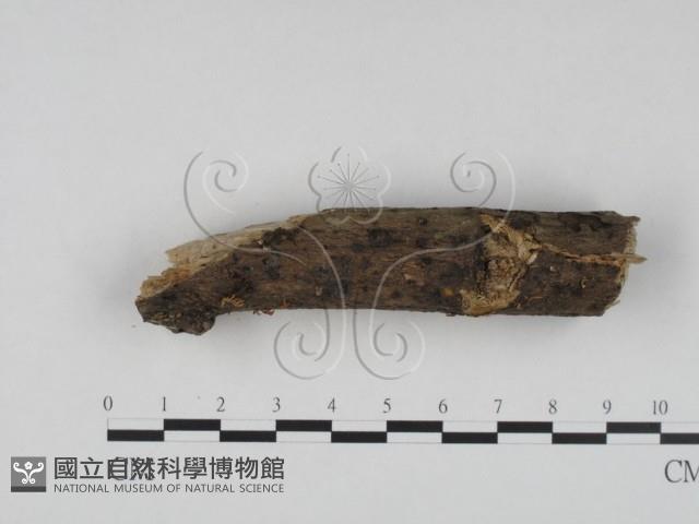 登錄號:F0022465藏品圖，第1張