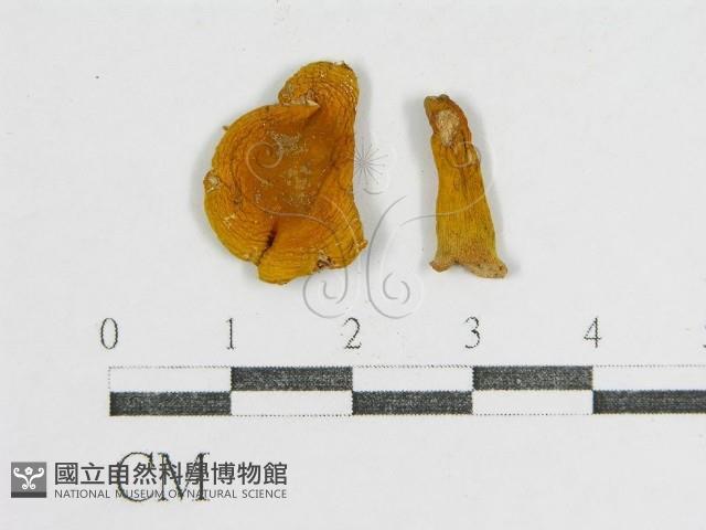 登錄號:F0012465藏品圖，第1張