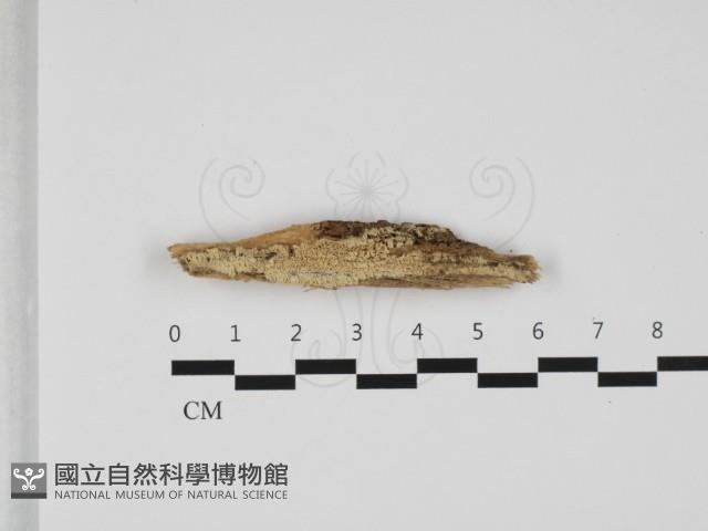 登錄號:F0032465藏品圖，第1張