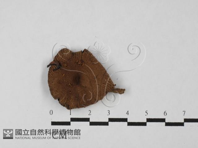 Accession Number:F0027465 Collection Image, Figure 1, Total 3 Figures